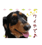 ダックスのくーさん(ヲタクVer.)（個別スタンプ：16）