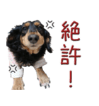 ダックスのくーさん(ヲタクVer.)（個別スタンプ：18）