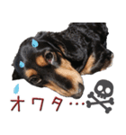 ダックスのくーさん(ヲタクVer.)（個別スタンプ：19）