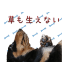 ダックスのくーさん(ヲタクVer.)（個別スタンプ：20）