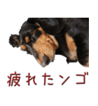 ダックスのくーさん(ヲタクVer.)（個別スタンプ：21）