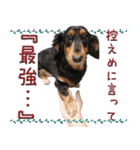 ダックスのくーさん(ヲタクVer.)（個別スタンプ：22）