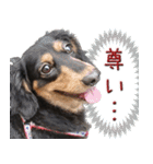 ダックスのくーさん(ヲタクVer.)（個別スタンプ：23）