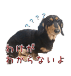 ダックスのくーさん(ヲタクVer.)（個別スタンプ：24）