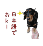 ダックスのくーさん(ヲタクVer.)（個別スタンプ：31）