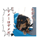 ダックスのくーさん(ヲタクVer.)（個別スタンプ：32）