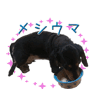ダックスのくーさん(ヲタクVer.)（個別スタンプ：36）