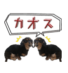 ダックスのくーさん(ヲタクVer.)（個別スタンプ：37）