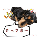 ダックスのくーさん(ヲタクVer.)（個別スタンプ：39）
