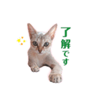 ルナ＆メイ(日常ver.)（個別スタンプ：5）