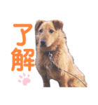 みーちゃん-すたんぷ（個別スタンプ：12）