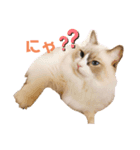 ぼくは、レイ♡（個別スタンプ：1）