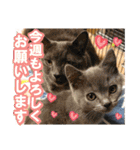 あゆみNちのわんにゃんスタンプ（個別スタンプ：1）