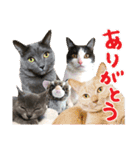 あゆみNちのわんにゃんスタンプ（個別スタンプ：3）