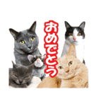 あゆみNちのわんにゃんスタンプ（個別スタンプ：4）