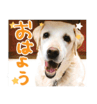 あゆみNちのわんにゃんスタンプ（個別スタンプ：5）
