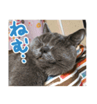 あゆみNちのわんにゃんスタンプ（個別スタンプ：6）