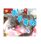 あゆみNちのわんにゃんスタンプ（個別スタンプ：7）