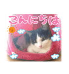 あゆみNちのわんにゃんスタンプ（個別スタンプ：9）
