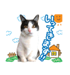 あゆみNちのわんにゃんスタンプ（個別スタンプ：10）