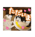 あゆみNちのわんにゃんスタンプ（個別スタンプ：11）