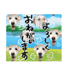 あゆみNちのわんにゃんスタンプ（個別スタンプ：13）