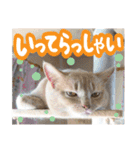 あゆみNちのわんにゃんスタンプ（個別スタンプ：14）