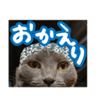 あゆみNちのわんにゃんスタンプ（個別スタンプ：15）
