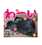 あゆみNちのわんにゃんスタンプ（個別スタンプ：17）