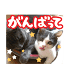 あゆみNちのわんにゃんスタンプ（個別スタンプ：22）