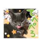 あゆみNちのわんにゃんスタンプ（個別スタンプ：24）