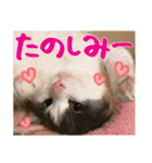 あゆみNちのわんにゃんスタンプ（個別スタンプ：26）