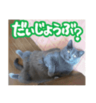 あゆみNちのわんにゃんスタンプ（個別スタンプ：31）