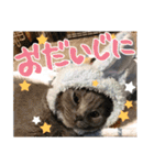 あゆみNちのわんにゃんスタンプ（個別スタンプ：32）