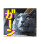 あゆみNちのわんにゃんスタンプ（個別スタンプ：34）