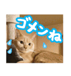 あゆみNちのわんにゃんスタンプ（個別スタンプ：35）