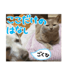 あゆみNちのわんにゃんスタンプ（個別スタンプ：38）