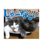 あゆみNちのわんにゃんスタンプ（個別スタンプ：39）