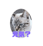 もちゃ10（個別スタンプ：11）