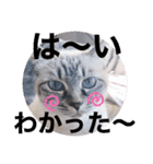 もちゃ10（個別スタンプ：14）