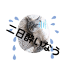 もちゃ10（個別スタンプ：16）