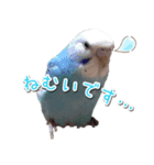 インコさんといっしょ（個別スタンプ：1）