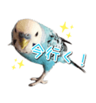 インコさんといっしょ（個別スタンプ：2）
