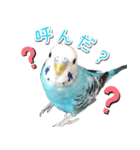 インコさんといっしょ（個別スタンプ：3）