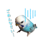 インコさんといっしょ（個別スタンプ：5）
