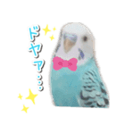 インコさんといっしょ（個別スタンプ：6）