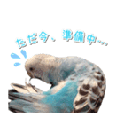 インコさんといっしょ（個別スタンプ：7）