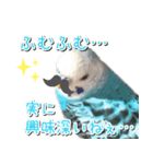 インコさんといっしょ（個別スタンプ：8）