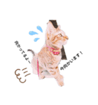 コタぴーまん！（個別スタンプ：8）