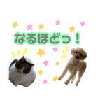 こちみゅふぱ☆（個別スタンプ：5）